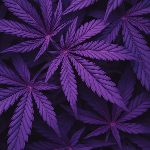 Purple Cannabis Leaves